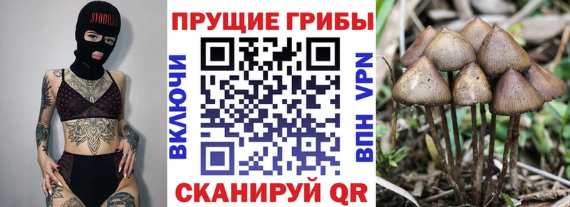Купить закладки  Ярцево  Псилоцибиновые грибы мицелий 